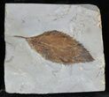 Detailed Fossil Hackberry Leaf - Montana #56183-1